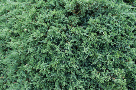 Leaves of Pine for background
