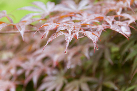 leaves turn red.の写真素材