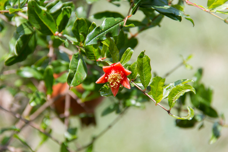 Pomegranate on the treeの写真素材