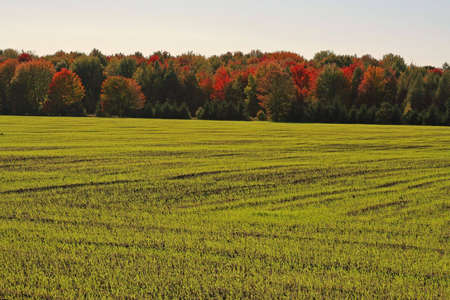 A green farm field の写真素材