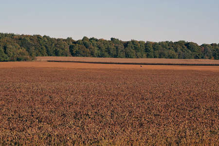 A running deer in fieldの写真素材