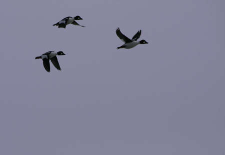 Ducks in flightの写真素材