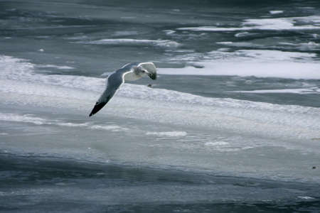 Seagull flying over frozen riverの写真素材