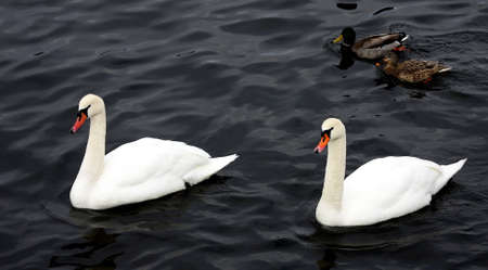 Partnersの写真素材