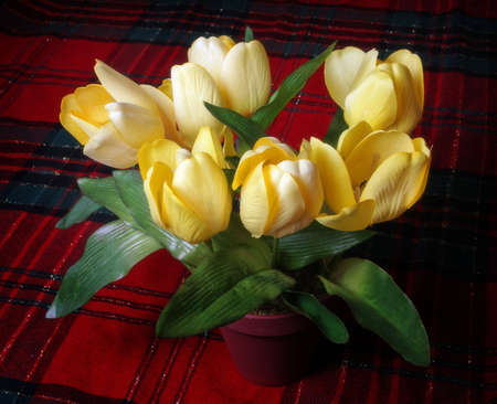 Yellow Tulip backgroundの写真素材