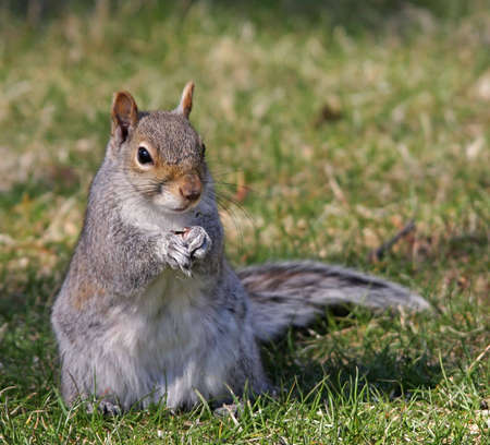 Eastern Gray Squirrel having a snack