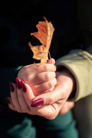 in women's hands a child's hand holding an autumn leafの写真素材