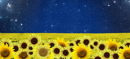 Sunflowers field and a sky full of starの写真素材