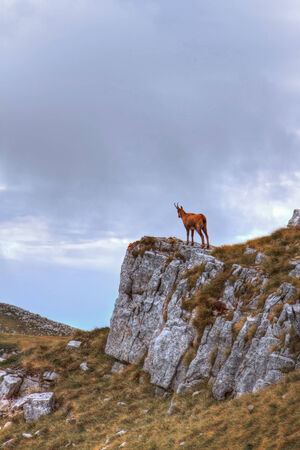 Chamois on the top of a rockの写真素材