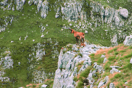 Chamois on the top of a rockの写真素材