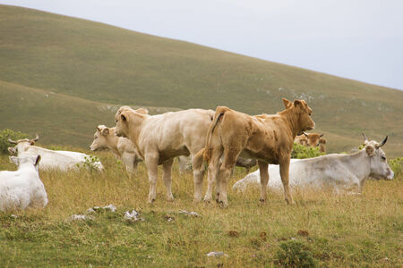 A group of many cows with two newborn from the back in the nature in a sunny dayの写真素材