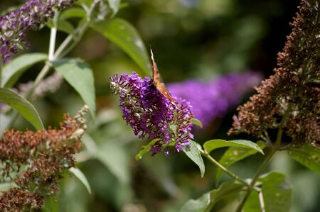 Butterfly on flowerの写真素材