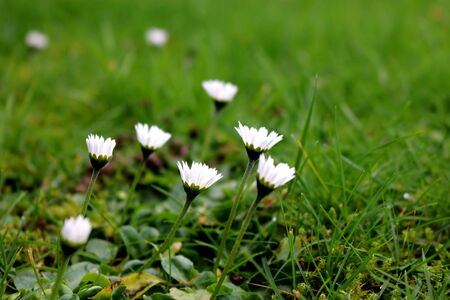 The daisies groupの写真素材
