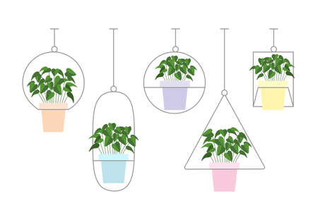 Botanical home garden. House plants and flowers in pots. Gardening elements. Winter garden. Stock vector illustrationのイラスト素材