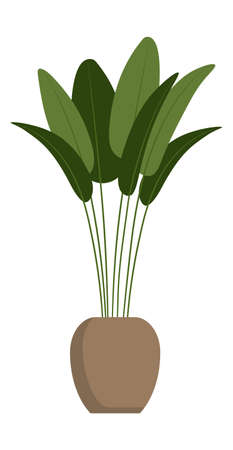 Pot plant. Large natural houseplant. Beautiful trendy decorative plant for home and office, isolated on white background. Vector illustration in cartoon flat style.のイラスト素材