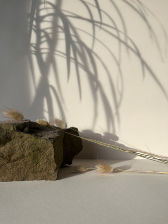 Shadow of a plant on a white wall, with a stone and grassの写真素材