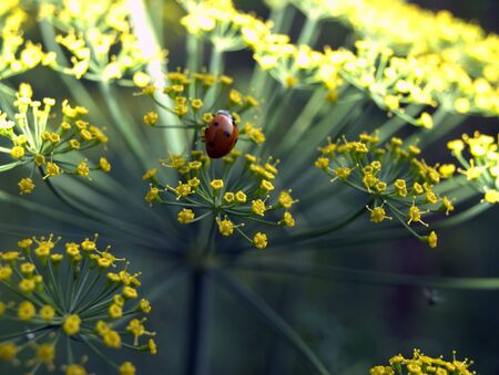 Ladybug on a flower