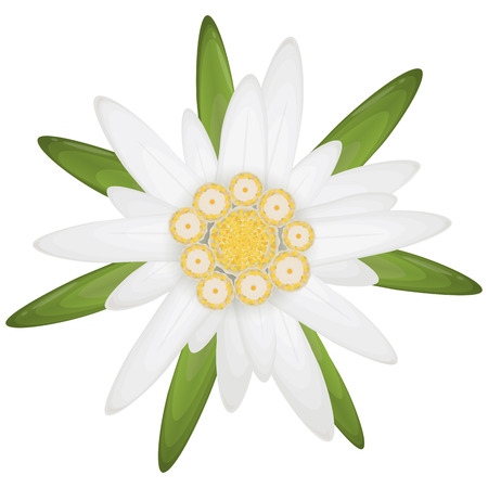 Isolated Edelweiss Flower Symbol For German Oktoberfest And Alpsのイラスト素材 イメージマート