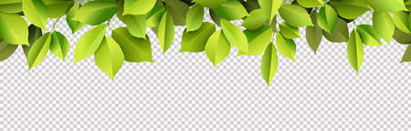 eps vector illustration with realistic green leaves tree foliage and transparent panorama background (transparency in vector file)のイラスト素材