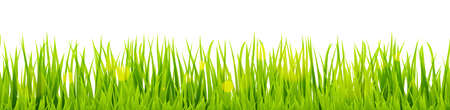 vector background template file of seamless panorama green summer grass on lower side for summer or spring designsのイラスト素材