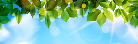 vector illustration with green leaves tree foliage, blue sky clouds and sunbeam realistic nature panorama backgroundのイラスト素材