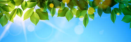 eps vector illustration with green leaves tree foliage, blue sky clouds and sunbeam realistic nature panorama backgroundのイラスト素材