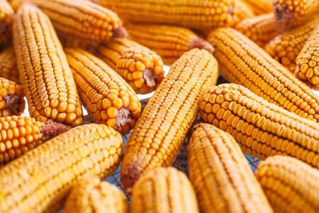Many ears of yellow dry corn in the sunlight. Corn storageの写真素材