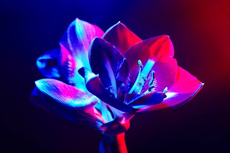 Amaryllis flower on a dark background in red-blue light. Flower under neon light. Wallpaperの写真素材