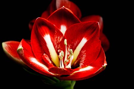 Amaryllis flower on a black background. Close-up photo.Wallpaperの写真素材