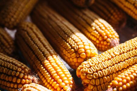 Many ears of yellow dry corn in the sunlight. Corn storageの写真素材