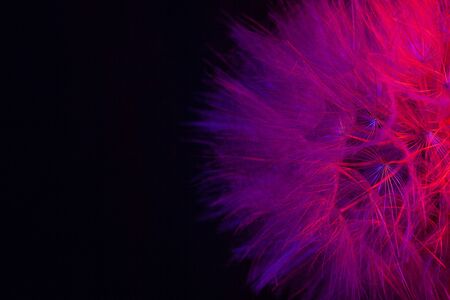 Big dandelion in pink-blue neon light. Abstract photo on a dark background. Element for graphic...
