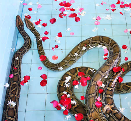 Two large Burmese pythons bathing and being washed in a small pool with flower petals at Snake...