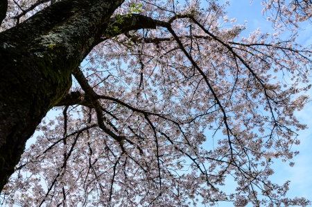 Blossoming Sakura Tree の写真素材
