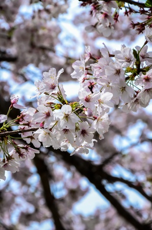 Cherry Blossom , Sakura flower close-upの写真素材