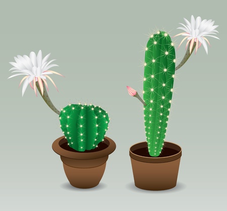 Cactus with flowerのイラスト素材