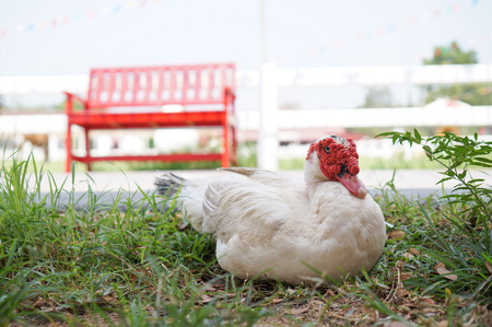 Duck sits on the grassの写真素材
