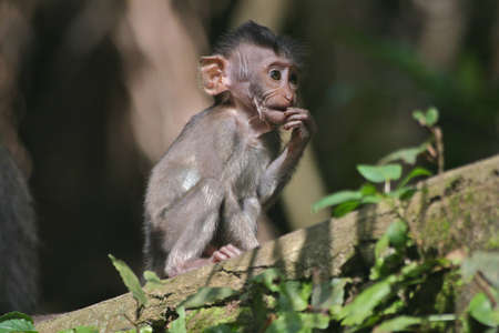 A Baby Monkey Monkey