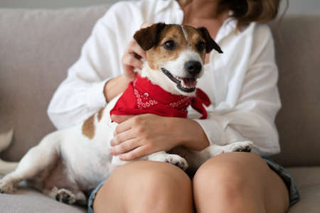 Adorable dog in arms of its loving owner. Loving dog in his owners arms at home