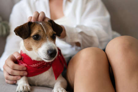 Adorable dog in arms of its loving owner. Loving dog in his owners arms at homeの写真素材