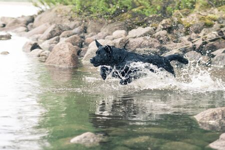 Black Labrador Retriever Jumping Into Water  at Summerの写真素材