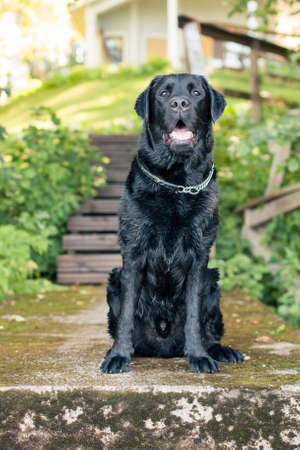 Black Soaking Wet Labrador Retriever Sitting Content After Swimmingの写真素材