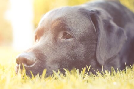 Black Labrador Retriever Laying on Grass in Setting Sunlightの写真素材