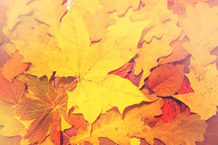 Fallen Leaves in Full Autumn Colorsの写真素材