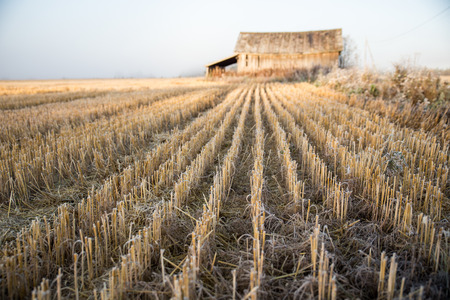 Harvested Crops and Old Barn at Autumnの写真素材