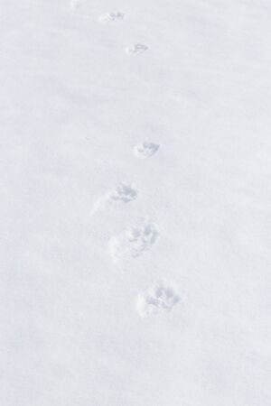 Pawprints of Dog on Snowの写真素材