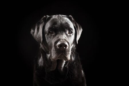Portrait of a 6 Years Old Black Labrador Retriever Against Black Backgroundの写真素材