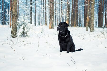 Black Labrador Retriever Sitting in Snowy Forestの写真素材