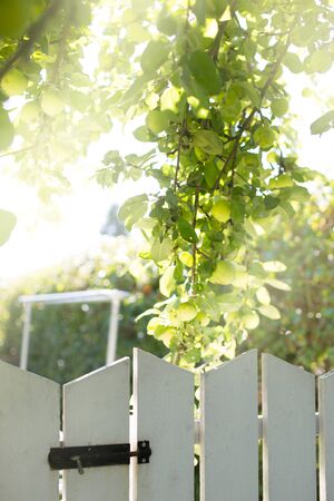 Entrance into Garden Growing Green Ripe Apples