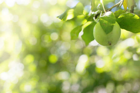 Apples Hanging From Branchの写真素材