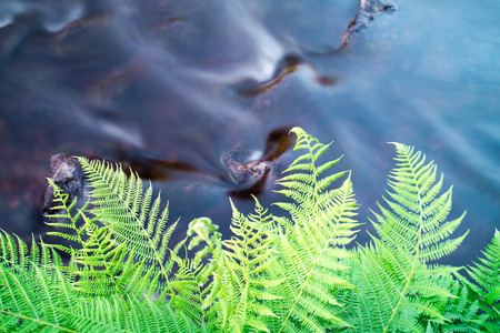 Fern Leaves Reaching Over Flowing Waterの写真素材